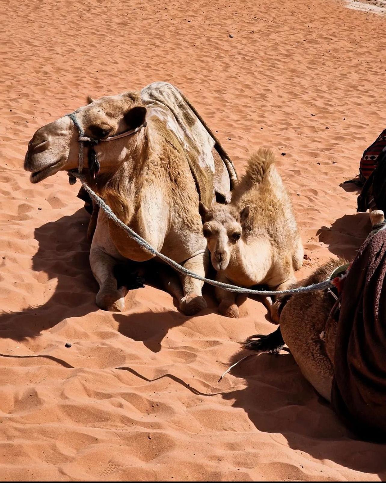 Rum Magic Luxury Camp Wadi Rum Exterior photo
